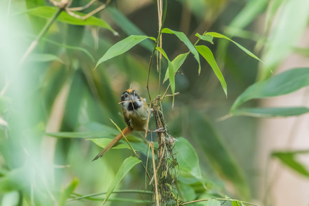 All species of birds are endemic. In the group of insect birds Just like black-headed mink But it evolved into a thick and short beak to feed the seeds. Instead of eating insects like other relatives.の写真素材