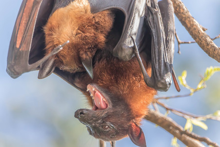 The bat is in the mammal. There is a small body with wings fly. Bats are the second largest mammal.