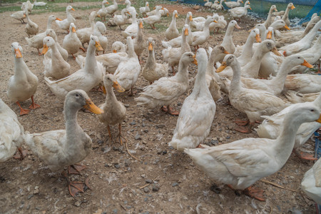 Poultry Ducks are in the family Anatidae (Anatidae) Mouth-inch flat foot flat between the membrane attached to a pool of many colors such as brown, white, green, pink, purple, smaller than a goose.の写真素材