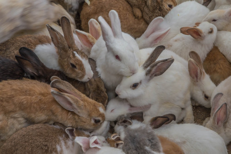 Rabbit is a mammal that is small. A furry tail around the body with short rounded ears are long...