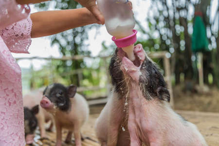 A pig hoof couple herbivorous. But eat both plants and animals as well as wild boar ancestors. Swine evolve gastroenteritis at large.の写真素材
