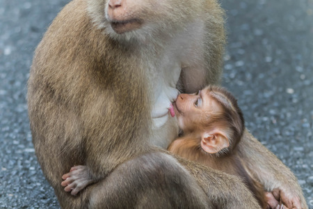 Monkey or ape is the common name of the chordate phylum. Floor mammal Rated apes (Primates) manner similar to humans.の写真素材