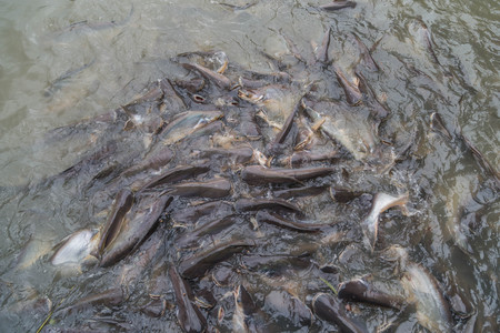 Freshwater fish refers to fish that live in fresh water is the only water source is a water-soluble...