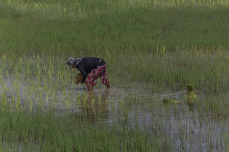 Farmerの写真素材