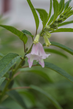 ornamental plantsの写真素材