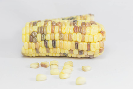 Sweet corn is popular. And eat most of the corn. Due to high sweetness, low fat can be cooked. And make a beautiful income when grown as economic crops.の写真素材