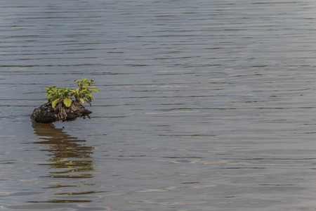 The leaves make food by photosynthesis process.の写真素材
