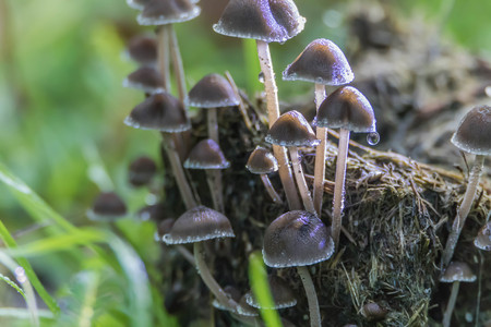 mushrooms