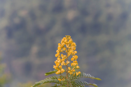 Wild flowers are flowers that occur in a manner that was not intended planting. Found in natural forests There are flowers that bloom in the winter season flowers and floral drought.の写真素材