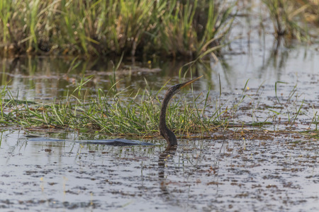 A bird in the family Anatidae smallest in Africa. With a length of about 52 cm body, mouth and throat are shorter than the birds in the same family.の写真素材