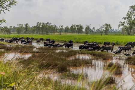 Buffalo is an animal with four legs, hooves the size of adult cattle at the age of 5-8 years, adult males weigh on average 520-560 kg females average about 360-440 pounds.の写真素材