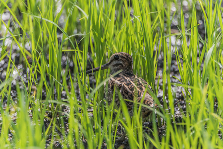 Poultry or birds (including chickens, ducks, geese, pheasants) are in the phylum Chordate class Aves is a common feature. A warm-blooded animal baht Twitterの写真素材