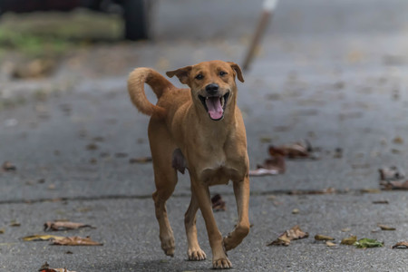 The official language of the dog or dogs (Canis lupus familiaris or scientific name Canis familiaris) is a mammal species in the family Canidae produce a multi-currency.の写真素材