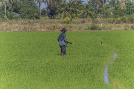 During that humans have changed significantly since the Neolithic. Because human life is during this initial collection of seeds to be planted.の写真素材