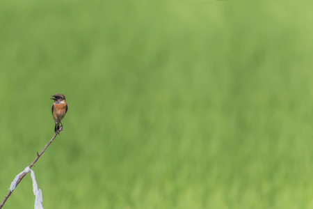 Poultry or birds (including chickens, ducks, geese, pheasants) are in the phylum Chordate class Aves is a common feature. A warm-blooded animal baht Twitterの写真素材