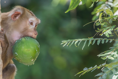 Monkey or ape is the common name of the chordate phylum. Floor mammal Rated apes (Primates) manner similar to humans.の写真素材