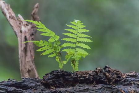 The leavesの写真素材