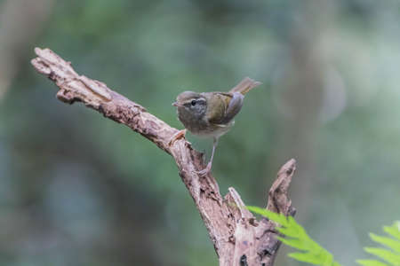 bird