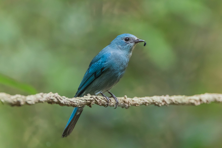List of birds is a collection of birds in each family. Genus and species worldwide It is easy to find a study on the life cycle of birds.の写真素材