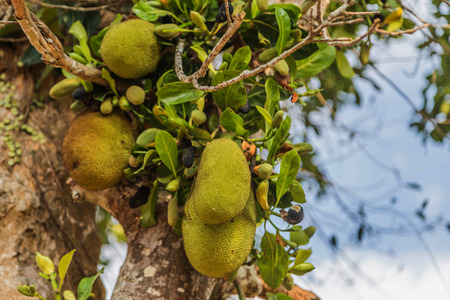 Jackfruit. Scientific name: Artocarpus heterophyllus Lam. Common name: Jack fruit tree ... heart...