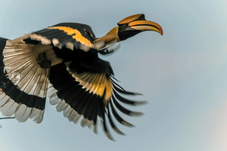 Hornbills are birds that are now extinct, that another kind of a weird stylized nature than other birds such as a male, the female will mate with their own life.の写真素材