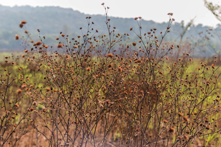 Means a natural wide. Equivalent to the natural world, physical world, or material world "natural" refers to the phenomena of the physical world. It also means to live by ...の写真素材