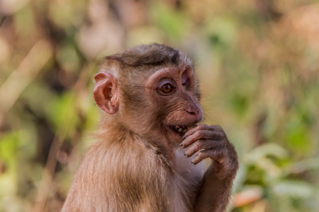 Monkey or ape is the common name of the chordate phylum. Floor mammal Rated apes (Primates) manner similar to humans.の写真素材