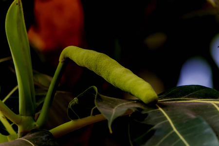 Forest fruit is a fruit that occurs naturally in the wild. Both edible and inedible. A variety of wildlife. Increase the fertility of the forests.の写真素材