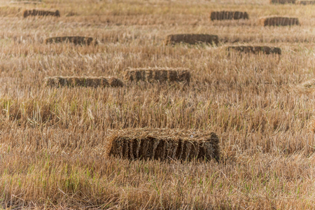 Straw is an agricultural by-product type. Was dry stems of grain after harvest. Straw arising out of grains such as barley, oats, rice, rye and wheat.の写真素材