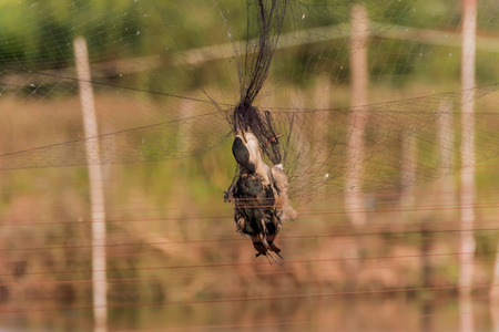 The carcass is a dead animal. From causes such as being injured, sick or accidents, these ruins are destroyed naturally.の写真素材