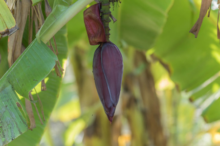 Banana plant species in the genus Musa are several species in the genus. Some shoots out but some of it is flat out shoots long petioles, lower long as the outer wrapping stacked trunk.の写真素材