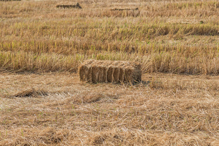 Straw is an agricultural by-product type. Was dry stems of grain after harvest. Straw arising out of grains such as barley, oats, rice, rye and wheat.の写真素材