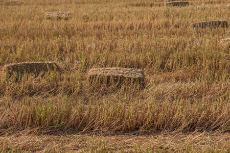 Straw is an agricultural by-product type. Was dry stems of grain after harvest. Straw arising out of grains such as barley, oats, rice, rye and wheat.の写真素材