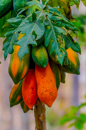 Papaya is a fruit of a height of 5-10 meters, are native to Central America. Was introduced into South East Asia, in the Ayutthaya period. The raw greenの写真素材