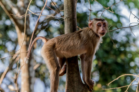 Monkey or ape is the common name of the chordate phylum. Floor mammal Rated apes (Primates) manner similar to humans.の写真素材