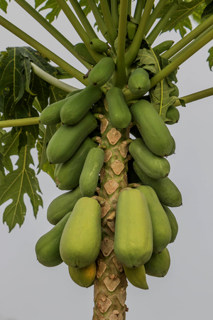 Papaya is a fruit of a height of 5-10 meters, are native to Central America. Was introduced into South East Asia, in the Ayutthaya period. The raw greenの写真素材