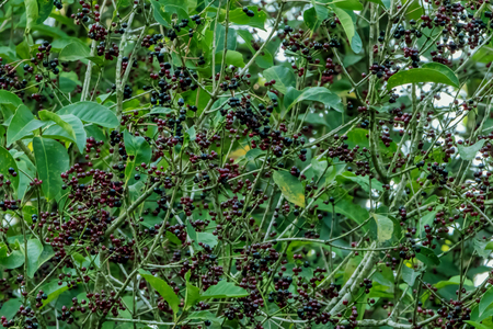 Forest fruit is a fruit that occurs naturally in the wild. Both edible and inedible. A variety of wildlife. Increase the fertility of the forests.の写真素材