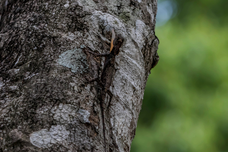 Most lizards are carnivorous. They eat insects and arthropods is. But for a family with such a large vertebrate with varanidae to eatの写真素材