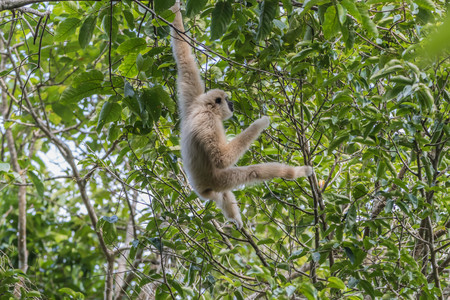 Gibbons classified in the phylum chordate. Floor mammal primate (Primates) is the ape.の写真素材