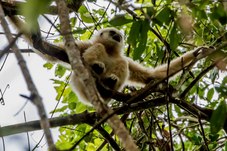 Gibbons classified in the phylum chordate. Floor mammal primate (Primates) is the ape.の写真素材