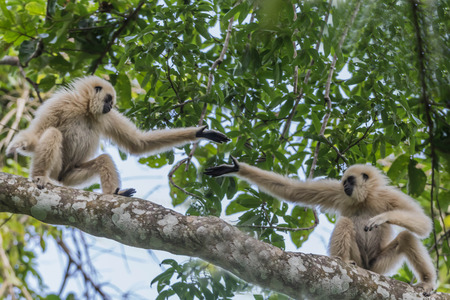 Gibbons classified in the phylum chordate. Floor mammal primate (Primates) is the ape.の写真素材