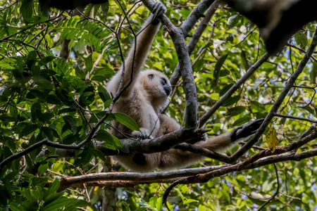 Gibbons classified in the phylum chordate. Floor mammal primate (Primates) is the ape.の写真素材