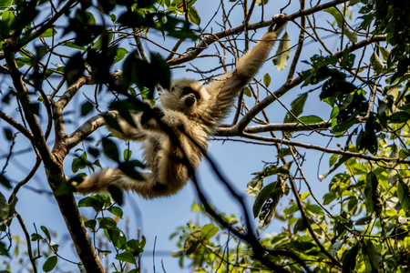 Gibbons classified in the phylum chordate. Floor mammal primate (Primates) is the ape.の写真素材