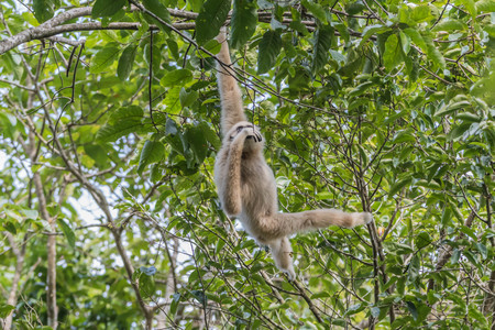 Gibbons classified in the phylum chordate. Floor mammal primate (Primates) is the ape.の写真素材