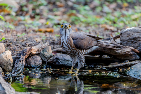 Hawk is similar to an eagle, a bird of prey as well. But the Hawks are smaller than a hooked beak and sharp claws flying strong in spreading fast and wide long wings can fly or heat.の写真素材