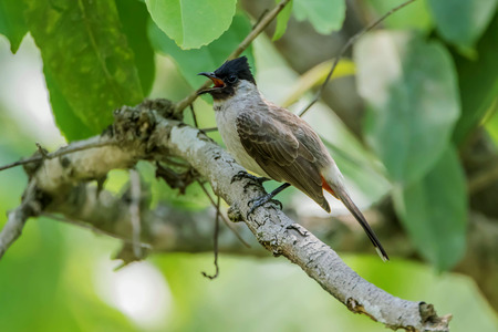 List of birds is a collection of birds in each family. Genus and species worldwide It is easy to find a study on the life cycle of birds.の写真素材