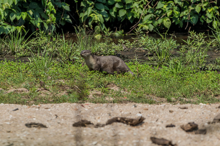 Otters are animals in the phylum chordate. Floor mammalian milk The large carnivores in the family Mustelidae.の写真素材