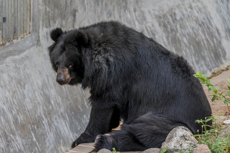 Bear is in the chordate phylum. Floor mammal The carnivores The ball is in the family Ursidae. Small round eyes and earsの写真素材