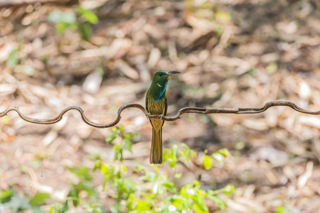 Ricebird a healthy mouth, the mouth cape short pull the pecking insects. Then figure out the different plants from grains to eat meat. It was also used tear the grass, palm leaf variety.の写真素材