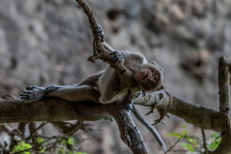 Monkey or ape is the common name of the chordate phylum. Floor mammal Rated apes (Primates) manner similar to humans.の写真素材